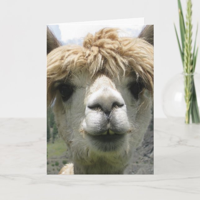 CARTÃO DE ANIVERSÁRIO DIVERTIDO DE ALPACA (Frente)