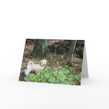 Cartão de aniversário do cachorrinho