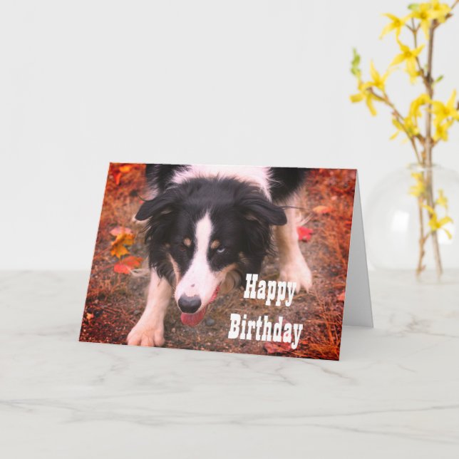 Cartão de Aniversário do Cão-de-Leitura-Collie (Flor Amarela)
