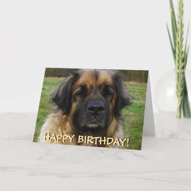 Cartão de aniversário do cão de Leonberger (Frente)