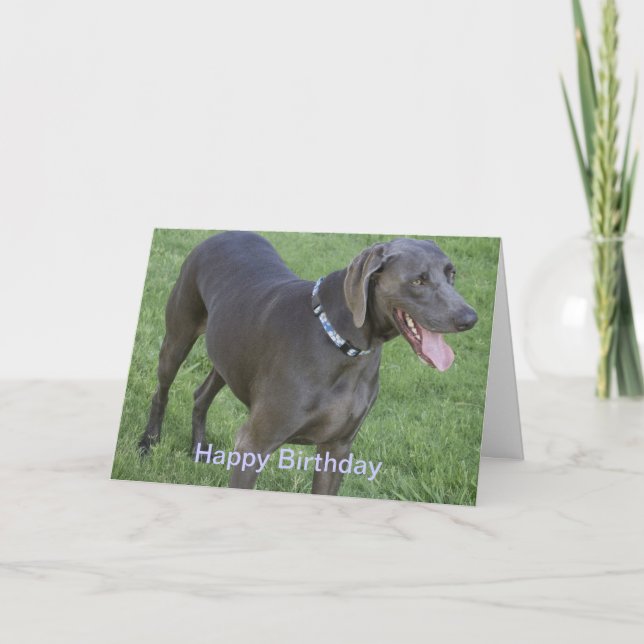 Cartão de aniversário do cão de Weimaraner (Frente)