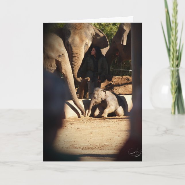 Cartão de aniversário do elefante do bebê (Frente)