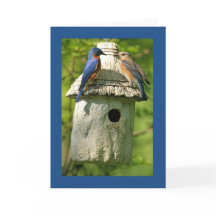 cartão de aniversário do pássaro azul