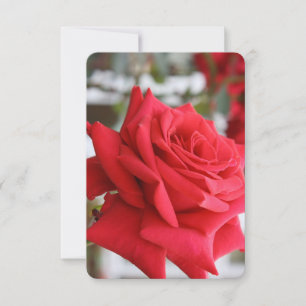 Cartão de Aniversário do Poem Escocês da rosa verm