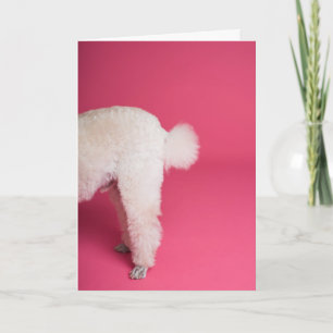 Cartão de Aniversário do Poodle Branco Engraçado