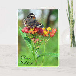 Cartão de Aniversário do SIL da Buckeye Butterfly