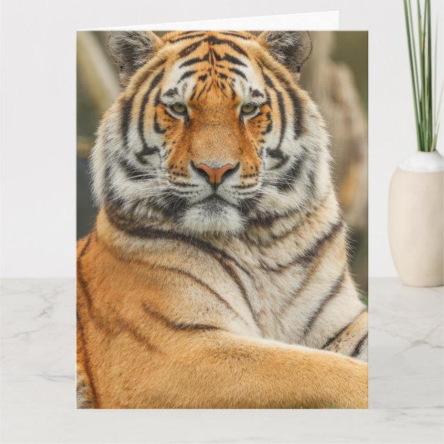 CARTÃO DE ANIVERSÁRIO DO TIGRE DE BENGALA (Frente)