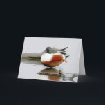 Cartão de aniversário engraçado com pato Shoveler<br><div class="desc">Eu sou como os paparazzi com os Nortes de Shoveler drakes - eles são tão coloridos. Posso apenas vê-los por horas. E normalmente acabo vendo algum humor neles - como esta foto. Espero que goste deste cartão de aniversário engraçado. Você pode encontrar mais pássaros e mais da natureza no nosso...</div>