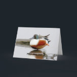 Cartão de aniversário engraçado com pato Shoveler<br><div class="desc">Eu sou como os paparazzi com os Nortes de Shoveler drakes - eles são tão coloridos. Posso apenas vê-los por horas. E normalmente acabo vendo algum humor neles - como esta foto. Espero que goste deste cartão de aniversário engraçado. Você pode encontrar mais pássaros e mais da natureza no nosso...</div>