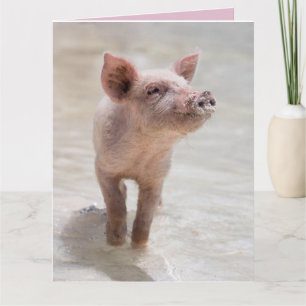 CARTÃO DE ANIVERSÁRIO ENGRAÇADO DE PORCO PORCO
