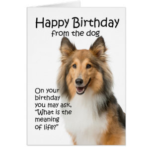 Cartão de aniversário engraçado de Sheltie