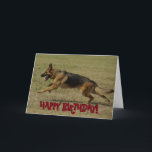 Cartão de aniversário engraçado do german shepherd<br><div class="desc">Cartão de cumprimentos engraçado,  louco do german shepherd. O texto na parte dianteira lê "o feliz aniversario!" e o interior do texto lê a "esperança que você tem um grande dia!"</div>