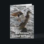 Cartão de aniversário engraçado do pato do pato<br><div class="desc">"Sunlighting autorizado II", este cartão legal dos animais selvagens caracteriza um pato fêmea selvagem do pato selvagem (Drake) que bate suas asas para secar fora após uma aterragem feliz. Como um cartão de aniversário, o humor no lado o cartão, não escapará aqueles que apreciam uma boa chalaça. Uma imagem deliciosa...</div>