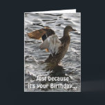 Cartão de aniversário engraçado do pato do pato<br><div class="desc">"Sunlighting autorizado II", este cartão legal dos animais selvagens caracteriza um pato fêmea selvagem do pato selvagem (Drake) que bate suas asas para secar fora após uma aterragem feliz. Como um cartão de aniversário, o humor no lado o cartão, não escapará aqueles que apreciam uma boa chalaça. Uma imagem deliciosa...</div>