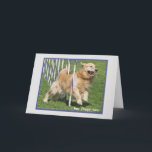 Cartão de aniversário engraçado "Flappy " do<br><div class="desc">Foto original do cão da agilidade do golden retriever com as palavras mim Haz Flappy Tung.</div>