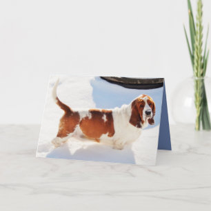 Cartão de aniversário engraçado w/Beautiful Basset