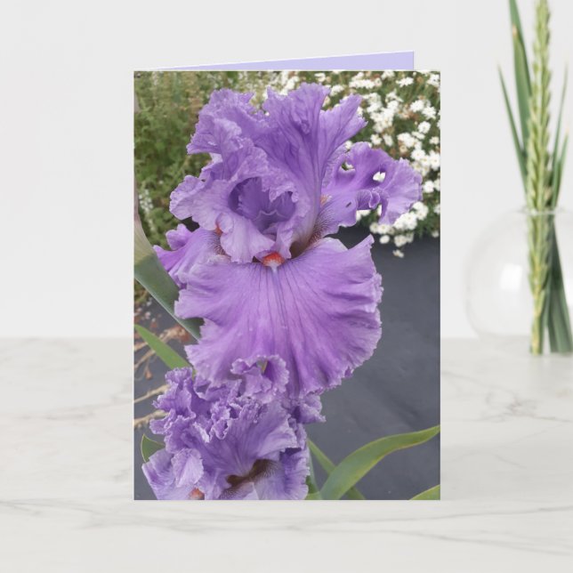 Cartão de Aniversário Floral de Íris Roxa (Frente)