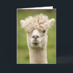 Cartão de Aniversário Funny Alpaca<br><div class="desc">Engraçado cartão de aniversário do Alpaca com a mensagem dentro que diz "outro aniversário"? mas pode ser personalizado para a sua própria mensagem.</div>