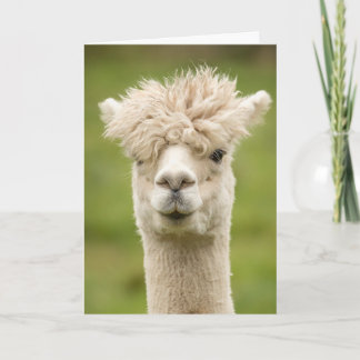 Cartão de Aniversário Funny Alpaca