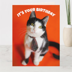 CARTÃO DE ANIVERSÁRIO GATINHO LIGADO AMIGO FOFO