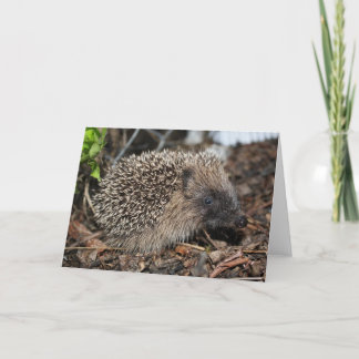 Cartão de Aniversário Hedgehog