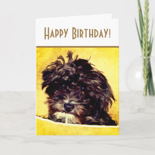 Cartão de Aniversário Iluminado para Cão Schnoodle