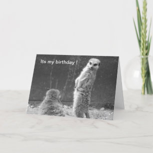 Cartão de aniversário Meerkat