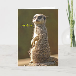 Cartão de Aniversário Meerkat.