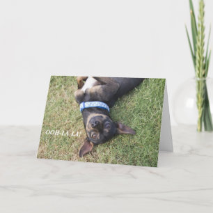 Cartão de aniversário Ooh-la Chihuahua