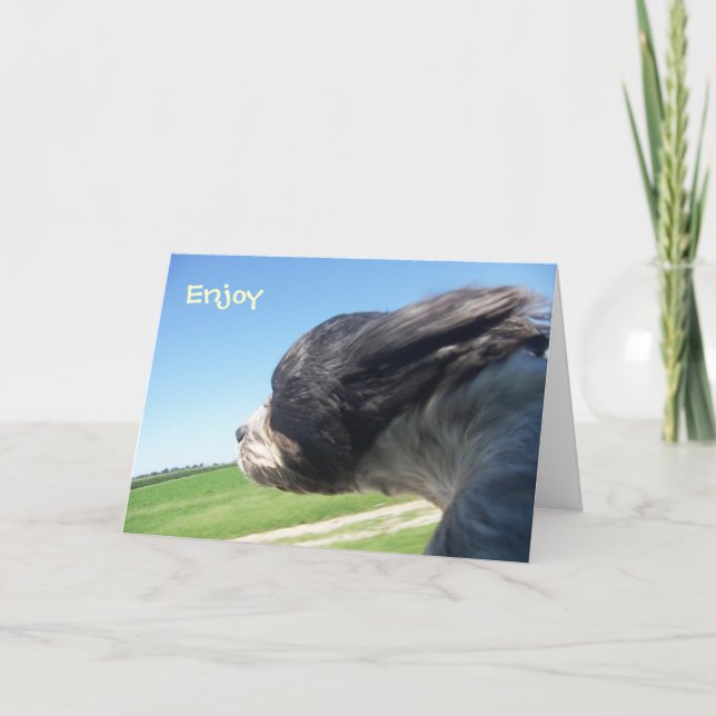 Cartão de aniversário para cães do Windsweup (Frente)