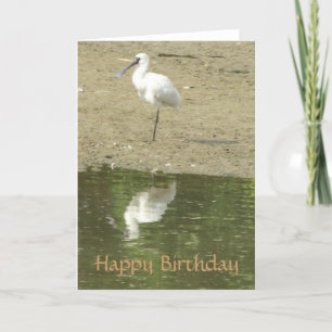 Cartão de Aniversário para Spoonbill