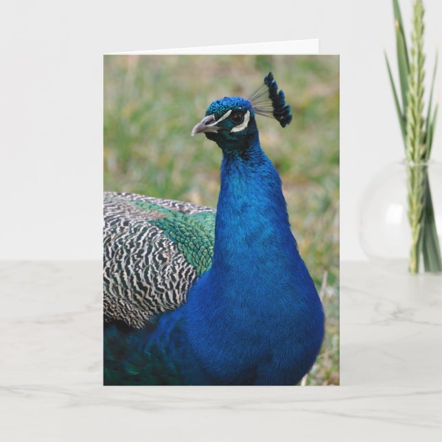 Cartão de aniversário Peacock (Frente)