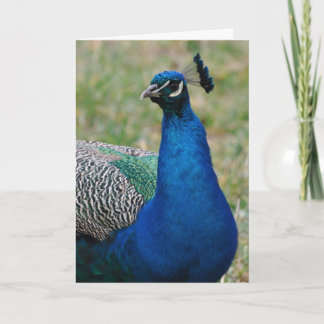 Cartão de aniversário Peacock