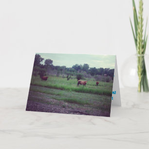 Cartão de Aniversário "Rebanho de Vacas"
