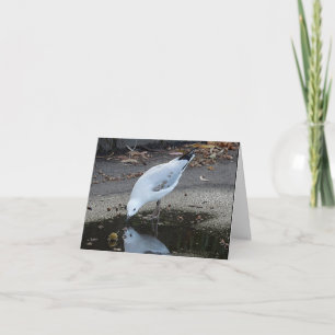 Cartão de Aniversário - Reflexões do Gull