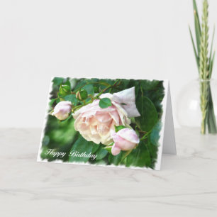 Cartão de Aniversário Rosa Rosa bonito (com verso)