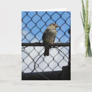 Cartão de Aniversário "Sparrow Upon Wire"