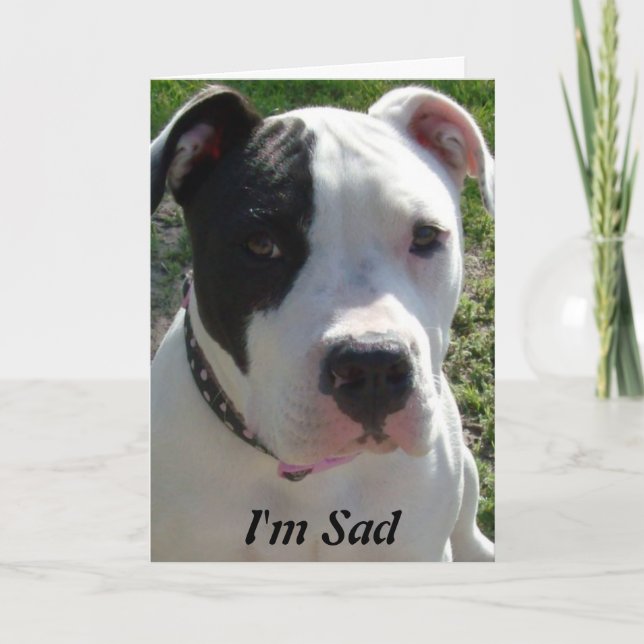 Cartão de aniversário tardivo com cão de Pittbull (Frente)