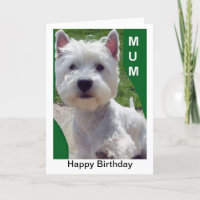Cartão de aniversário Westi da mãe de Westie