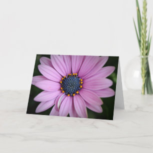 Cartão de Arte bonito Purple African Daisy Flower