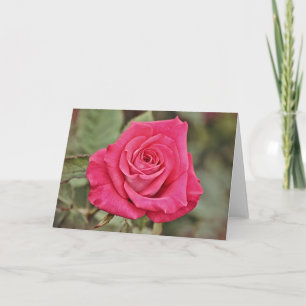 Cartão de Arte Rosa Rosa Profundo