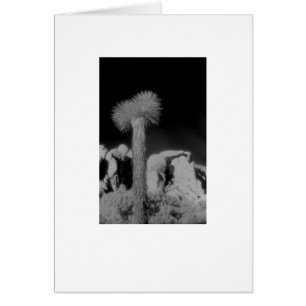 Cartão De "árvore Joshua "