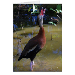 cartão de assobio Preto-inchado do pato