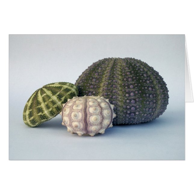 Cartão de Avaliação de Urchin (Frente Horizontal)
