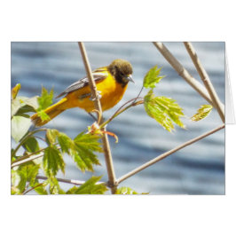 Cartão de aves da manhã de sonho