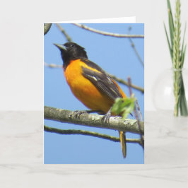 Cartão de Baltimore Oriole