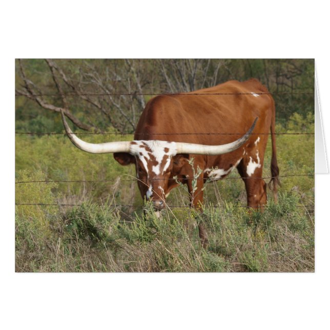 Cartão de Bela Longhorn Vermelho (Frente Horizontal)