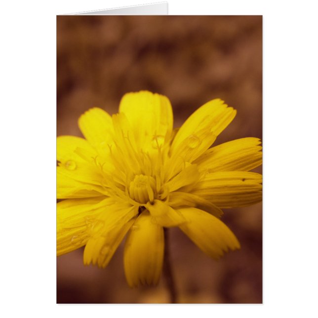 Cartão de Beleza Natural (Frente)