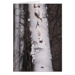 Cartão de bétula branca (Betula papyrifera)