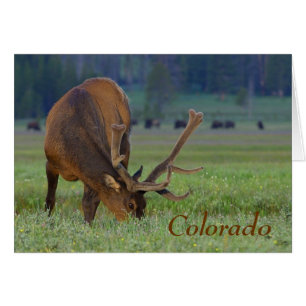 cartão de bilhete colorado elk